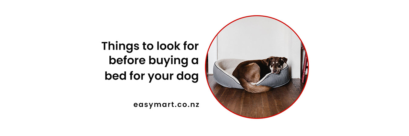 Things to Look for Before Buying a Bed for your Dog